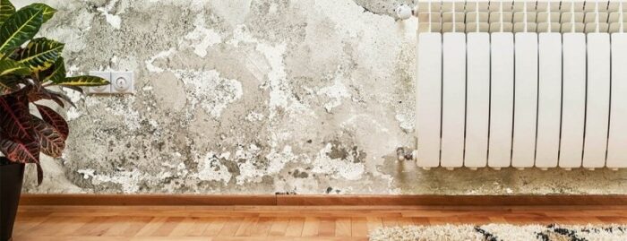 ubrat' gribok i plesen'