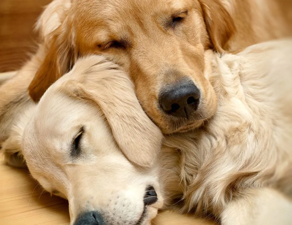 собачий запах з дому